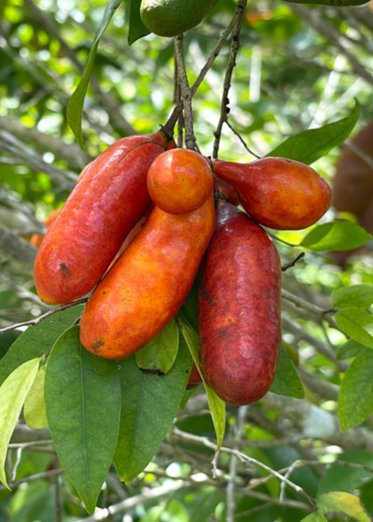 Fingersop Fruit Tree, Compact Bush, Red Fleshy Fruits, Meiogyne cylindrocarpa, Tropical Edible Plant
