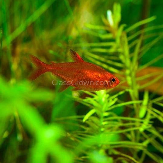 Fire Ember Tetras 6 Pack