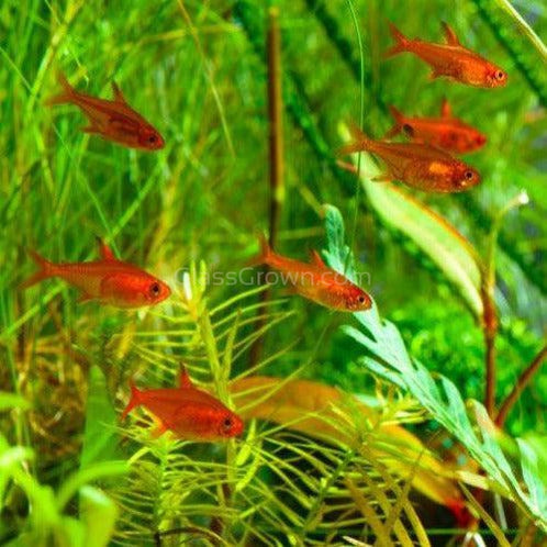 Fire Ember Tetras 6 Pack