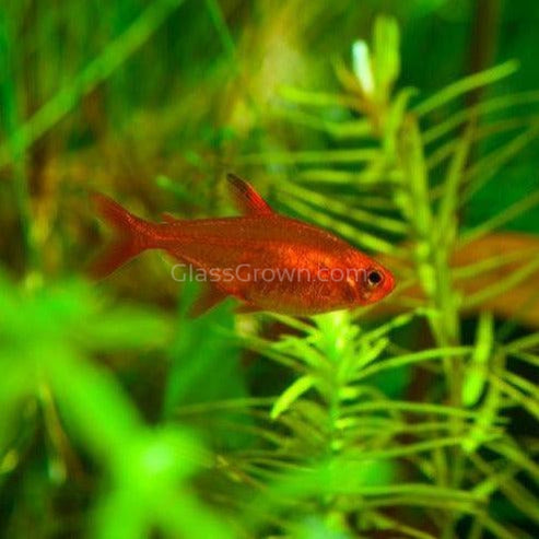 Fire Ember Tetras 6 Pack