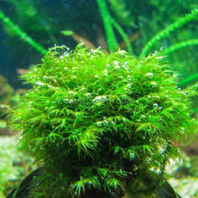 Fissidens Nobilis Moss 3" Wire Mat