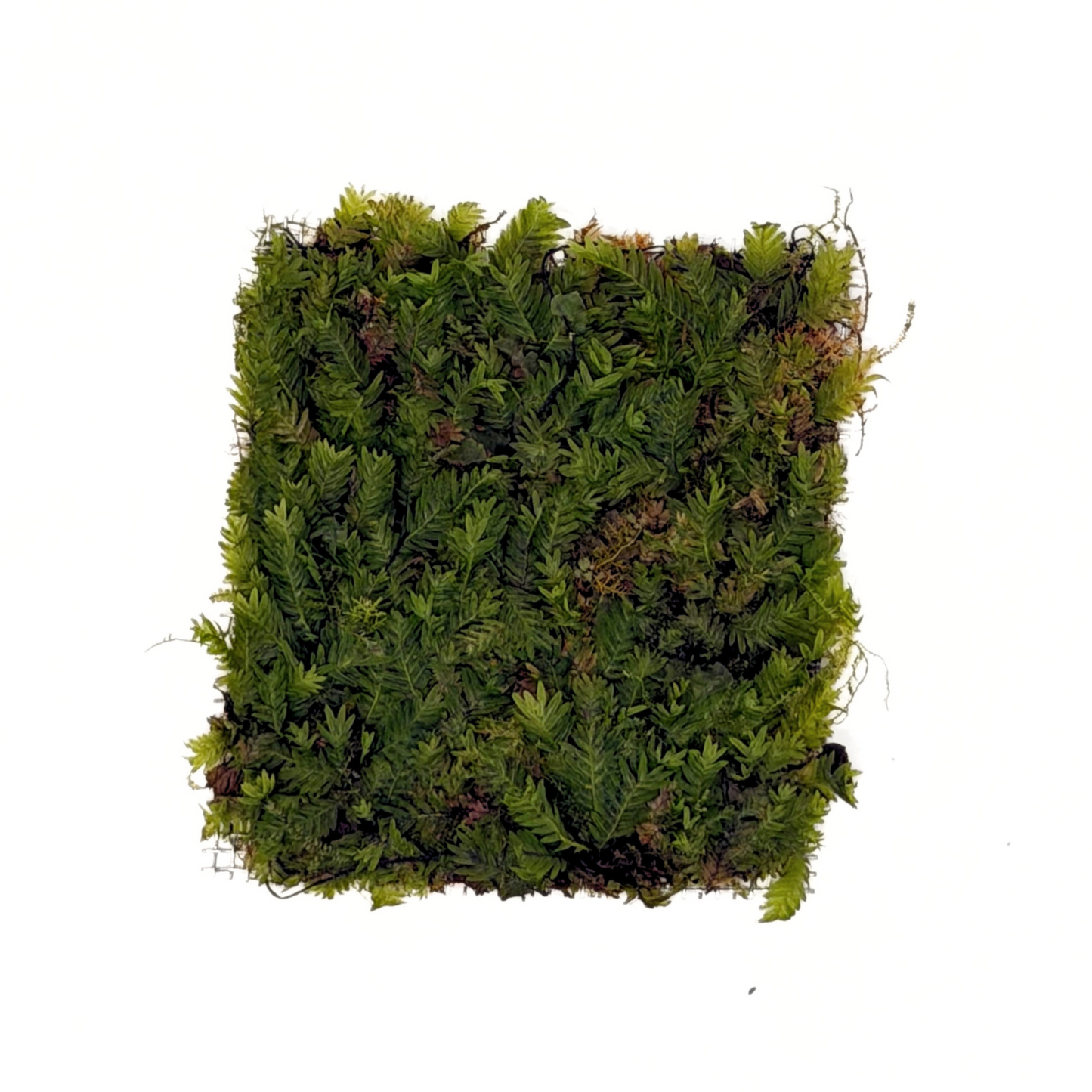 Fissidens Nobilis