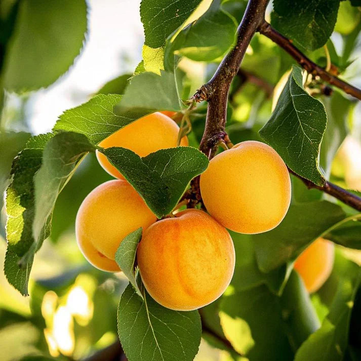 5 Flavor Delight Aprium Scions – 3–6" Unrooted Grafting Cuttings, Apricot x Plum Hybrid, Rare Fruit Tree Budwood