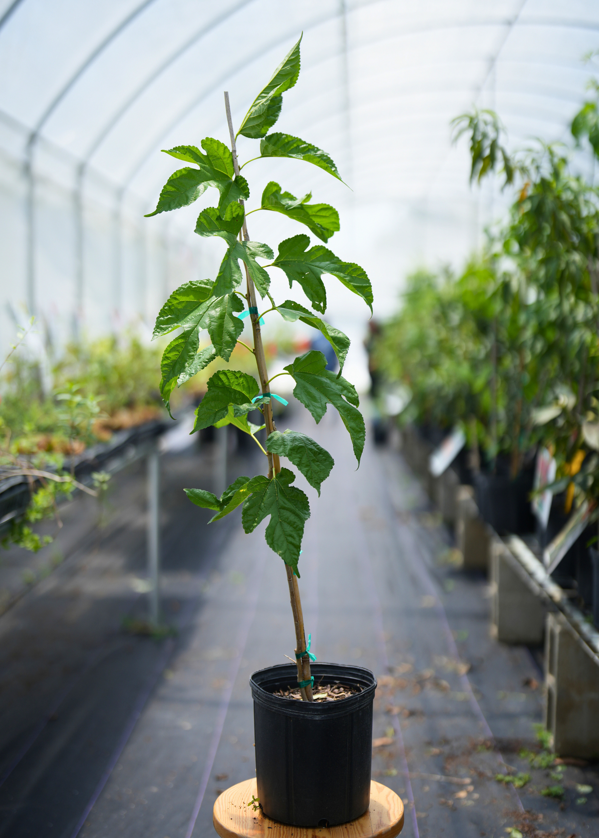 Mulberry Tree Florida Native Morus rubra Fruit Tree Wild Edible Wildlife Support