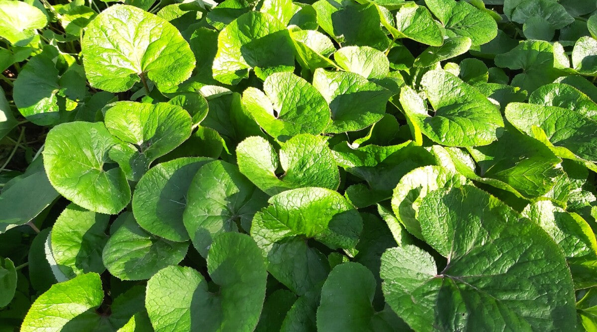 Wild Ginger Plants Bare-Root | Native Groundcover | Shade Garden Perennial | Asarum canadense | Woodland Wildflower