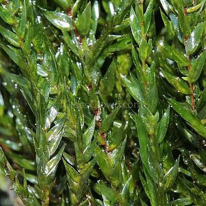 Willow Moss 2oz Portion