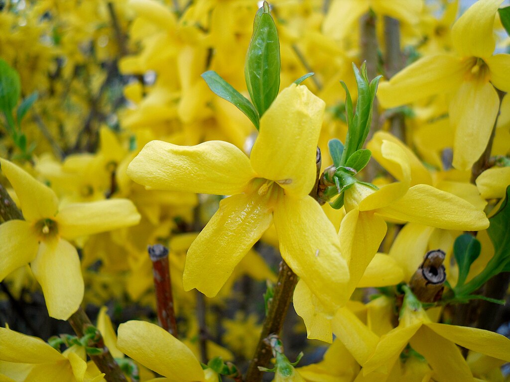 12 Forsythia Cuttings for Propagation – Unrooted 6–8" Hardy Yellow Flowering Shrub, Early Spring Blooms, Easy Rooting, Drought Tolerant