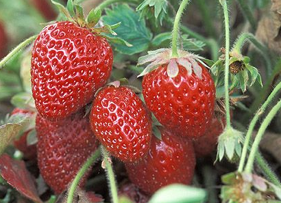 Ft. Laramie Everbearing Strawberry Plants 10 Bare Root Cold Hardy Disease Resistant Sweet Berries All Season Long