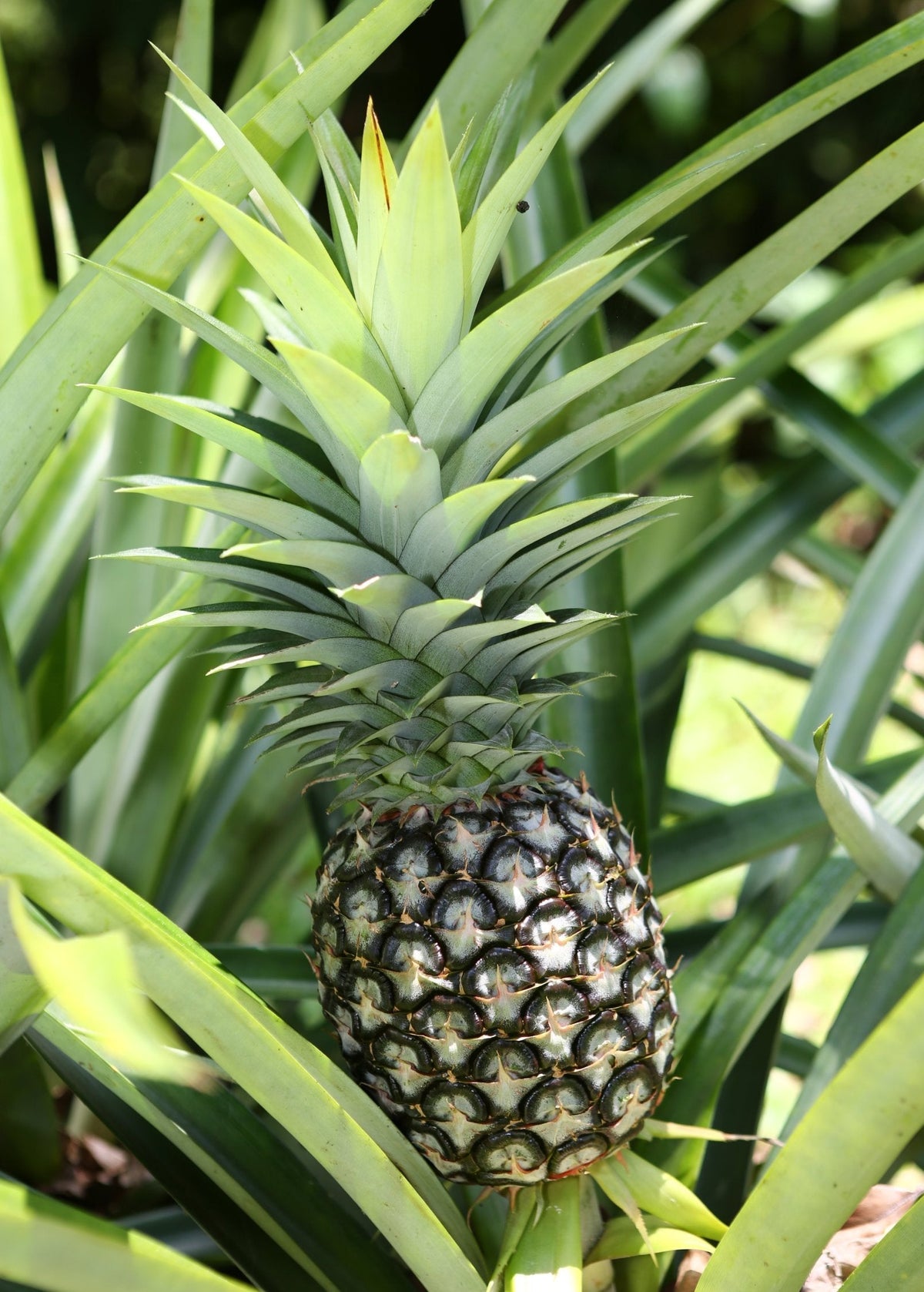 White Jade Pineapple Plant - Compact Ananas comosus with White Flesh, Low-Acid, Tropical Fruit for Fresh Eating & Gardening
