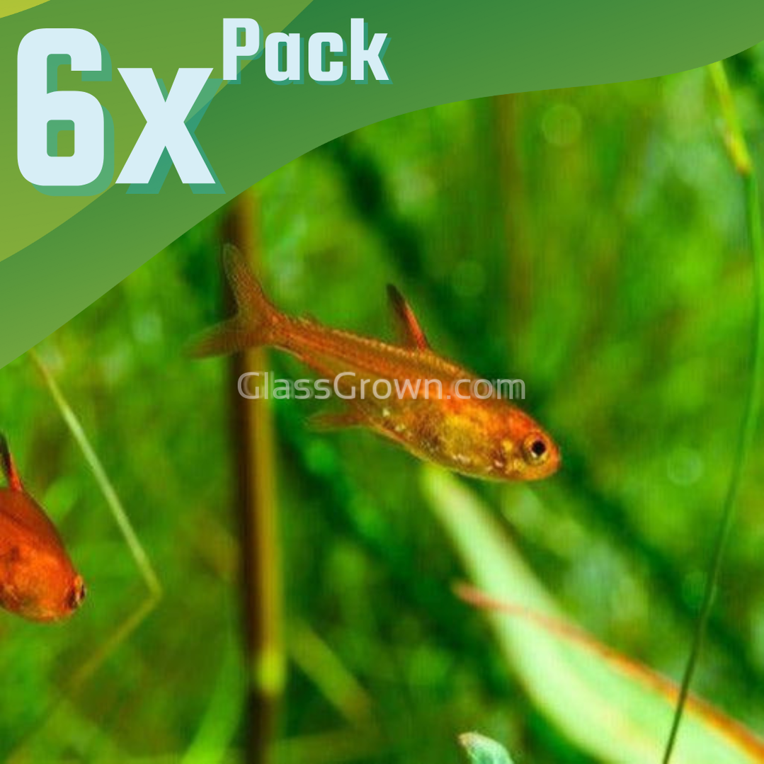 Fire Ember Tetras 6 Pack