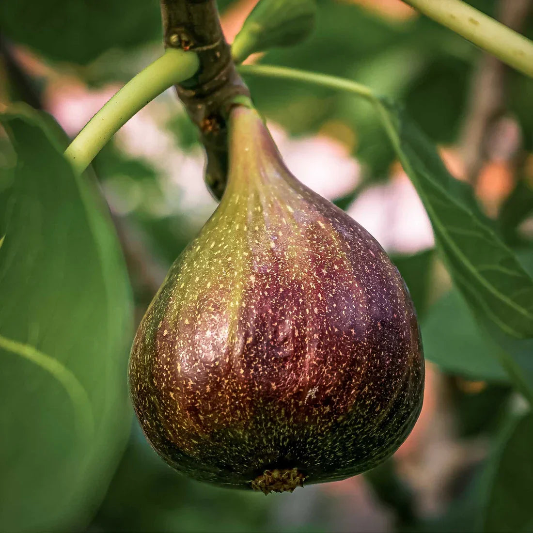 Brown Turkey Fig Cuttings - 5 Unrooted 6-8" Ficus carica, Hardy, Productive, Self-Fertile, Easy to Grow Fruit Tree for Propagation