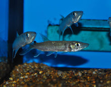 African Pike Hepsetus Odoe