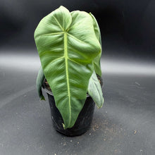Philodendron maximum