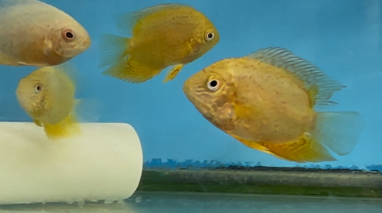 Red Spot Gold Severum (Heros cf. efasciatus)