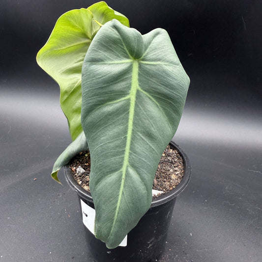 Philodendron maximum