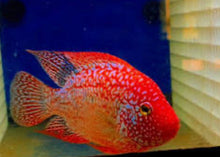 SRT F4 Super Red Texas Cichlid
