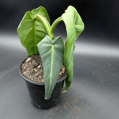 Philodendron maximum