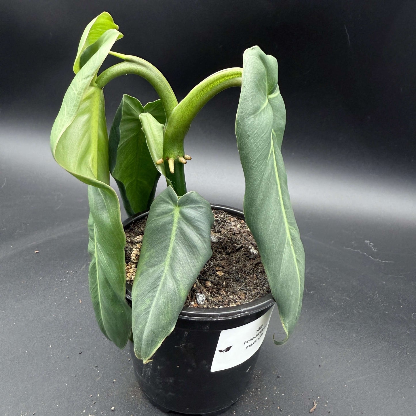 Philodendron maximum