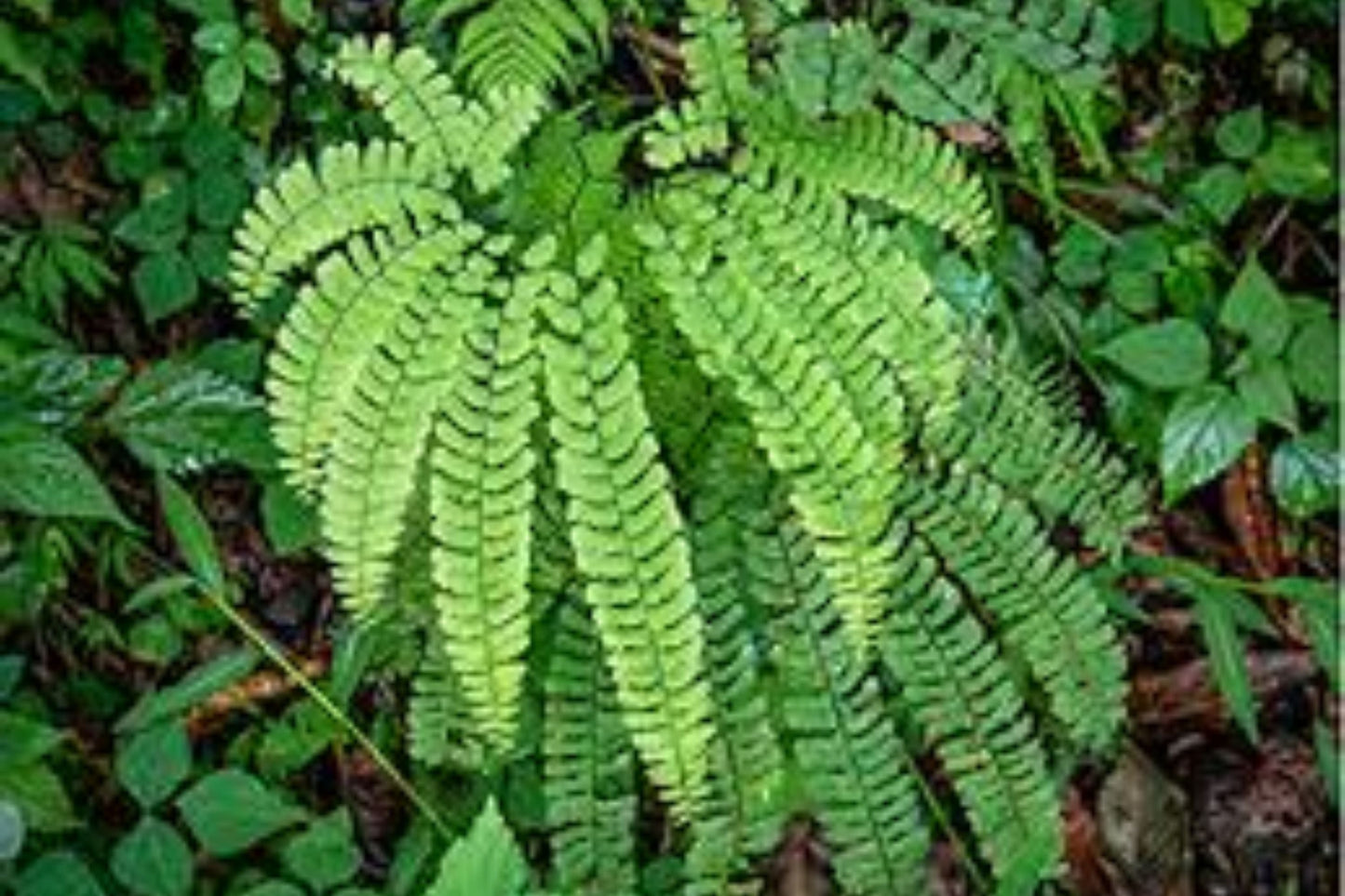 Northern Maidenhair Fern Bare Root Plants – Adiantum pedatum, Shade Garden, Native Woodland Perennial, Hardy Fern, Low Maintenance