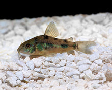 Peppered Corydoras Corydoras Paleatus