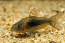 Aeneus Green Corydoras