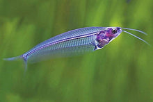Glass Catfish Ghost Catfish Or Phantom Catfish