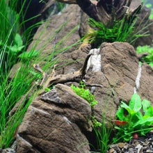 Giant Hairgrass