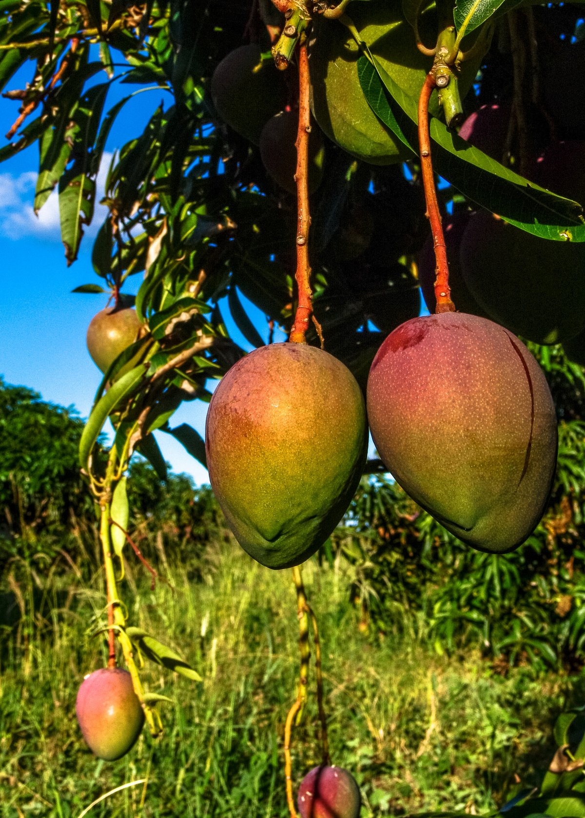 Mango 'Glenn' Fruit Tree - Early Season, Fiberless, Delicious Mangoes, Mangifera indica