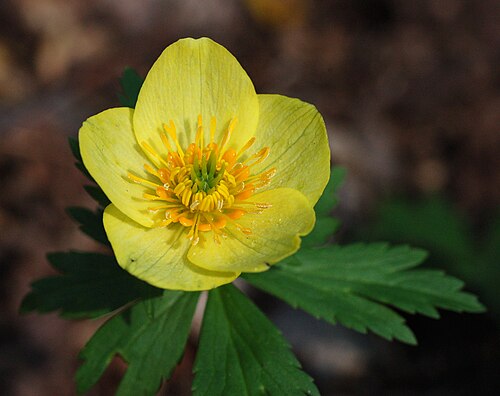 Trollius laxus albiflorus Seeds – American Globeflower Wildflower for Wetland & Shade Gardens, 50 Seeds