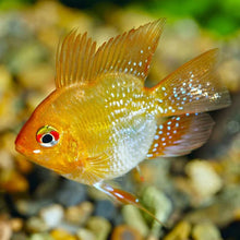 Gold Balloon Ram Mikrogeophagus Ramirezi