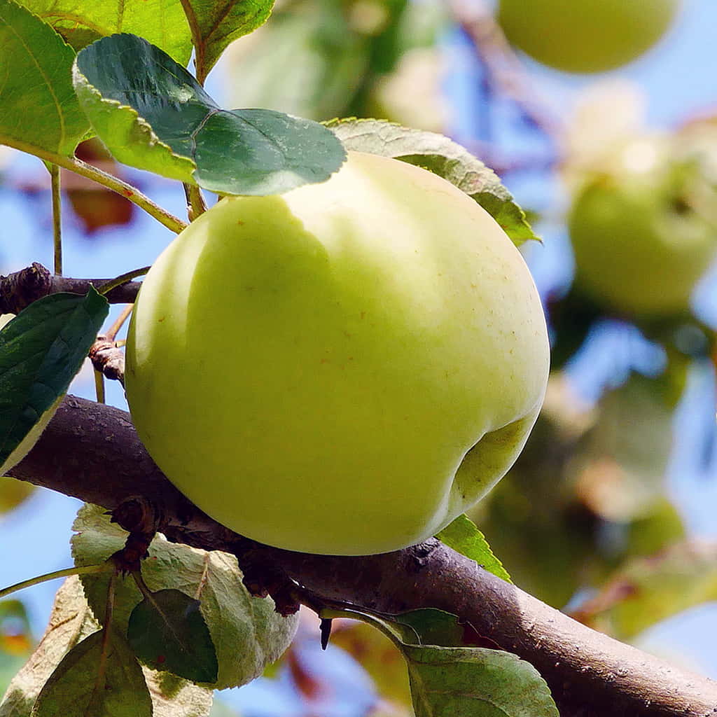 Golden Delicious Apple Tree Scions – Organic Unrooted Grafting Wood, Heirloom, Non-GMO, Malus domestica
