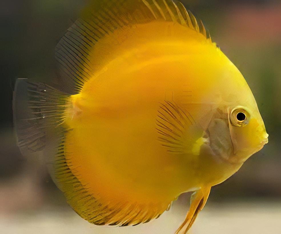 Golden Discus 4