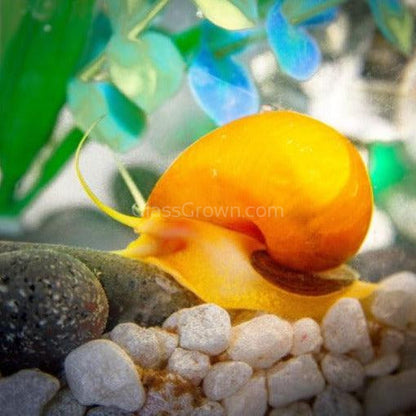 Golden Mystery Snail