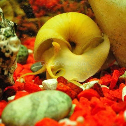 Golden Mystery Snail
