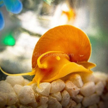 Golden Mystery Snail