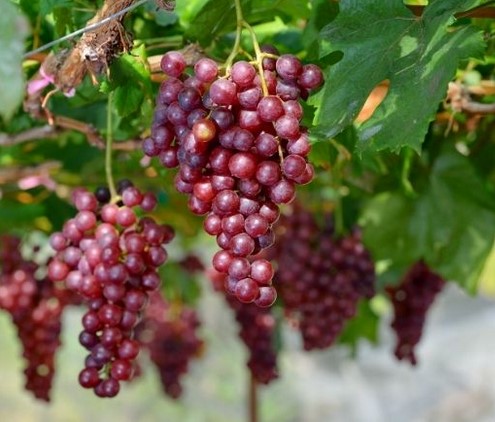 Crimson Red Seedless Grape Vine Cuttings – Unrooted Vitis vinifera, Large Sweet Red Table Grapes, Fresh 6 Pack