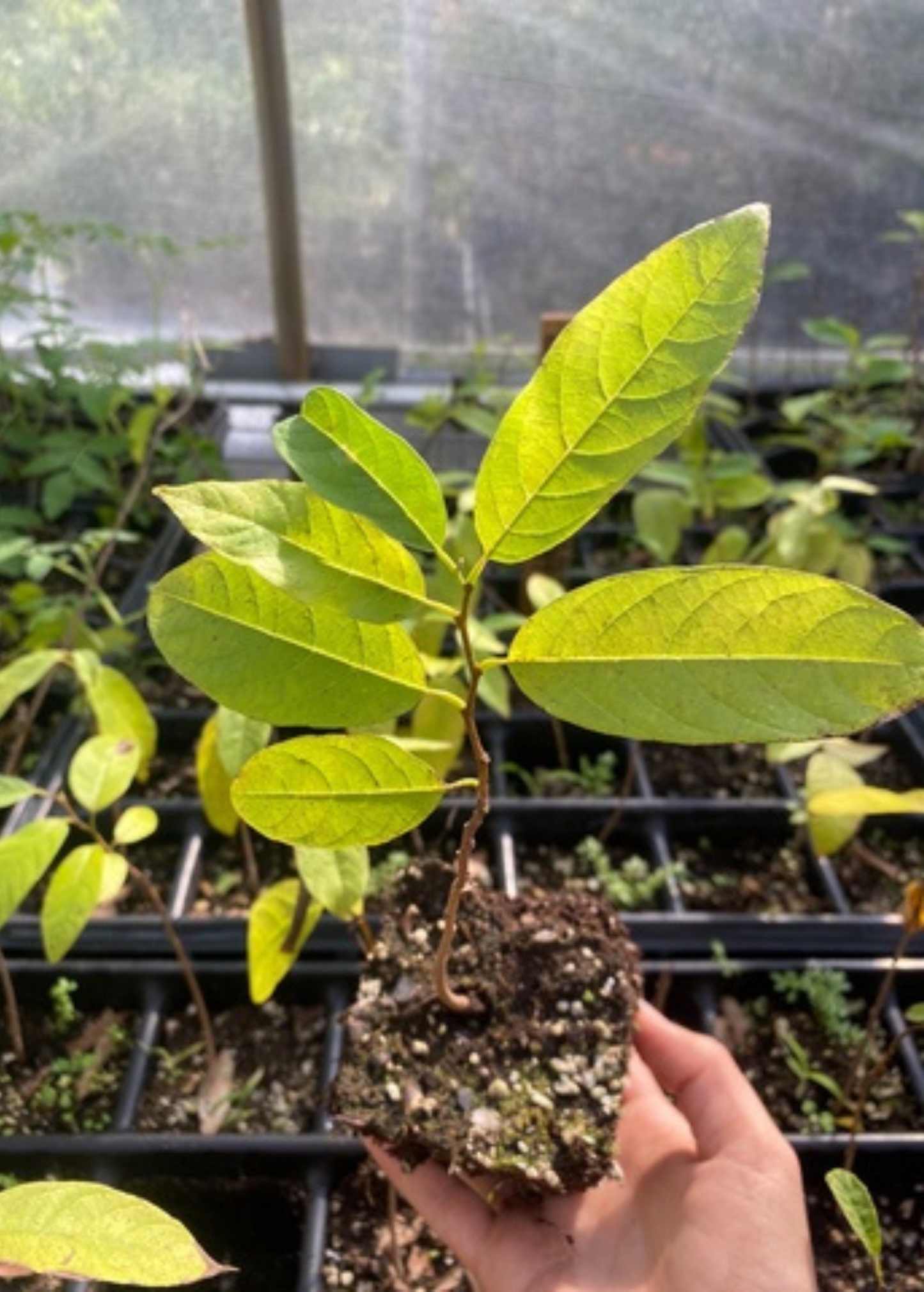 Sugar Apple Seedling Green (Annona squamosa) Tropical Fruit Tree, Edible, Heart-Shaped, Sweet, Custard-Like Flesh