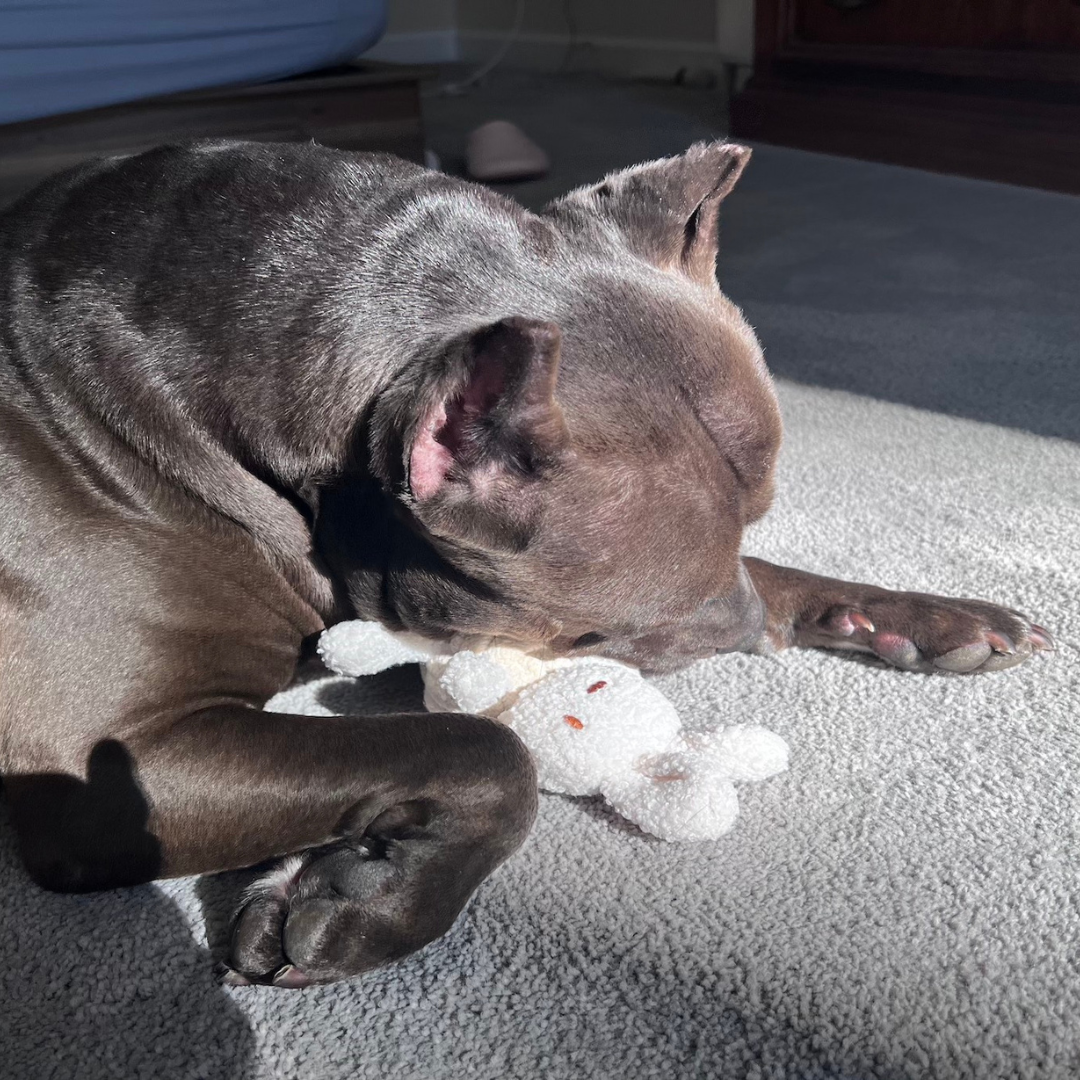 Squeaky Rope Buddies
