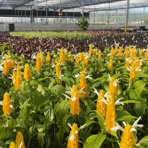 Yellow Shrimp Plants Live | Pachystachys lutea | Tropical Flowering Plants | Bareroot Plug | Golden Candle, Lollipop Plant