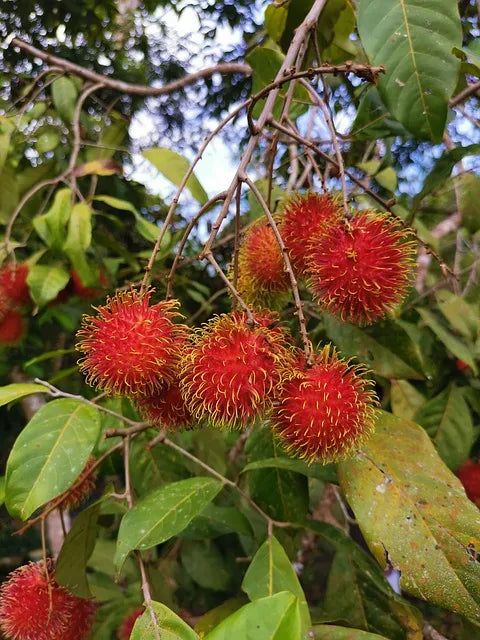 Rambutan Tree Cuttings 5–6" for Grafting Nephelium lappaceum Tropical Fruit Starter Exotic Hairy Fruit