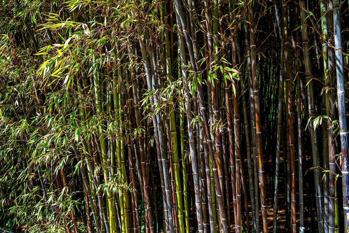 Black Bamboo Plant – Phyllostachys nigra Live Multi-Cane Starter, Ornamental, Fast Growing, Cold Hardy, Non-Invasive