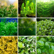 Grower's Choice Low Light Plants (6 Bunches)