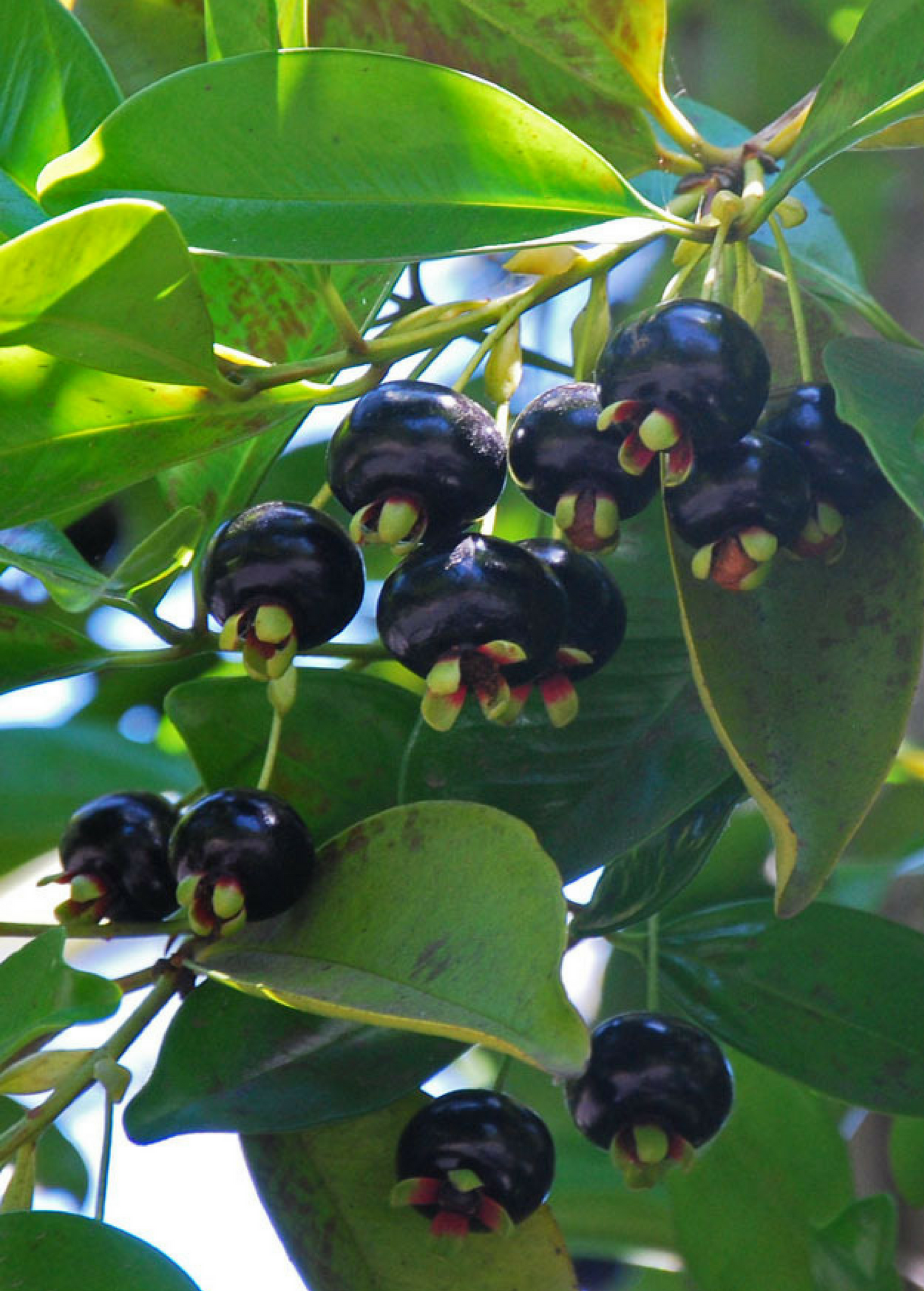 Grumichama Tree, Edible Tropical Fruit, Brazilian Cherry, Eugenia brasiliensis, Small Fruit Tree for Containers & Gardens