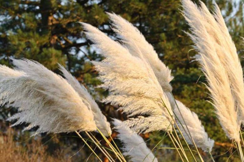 White Pampas Grass Plugs – Cortaderia selloana – Ornamental Drought Tolerant Grass with White Plumes, Landscaping, Cut Flowers