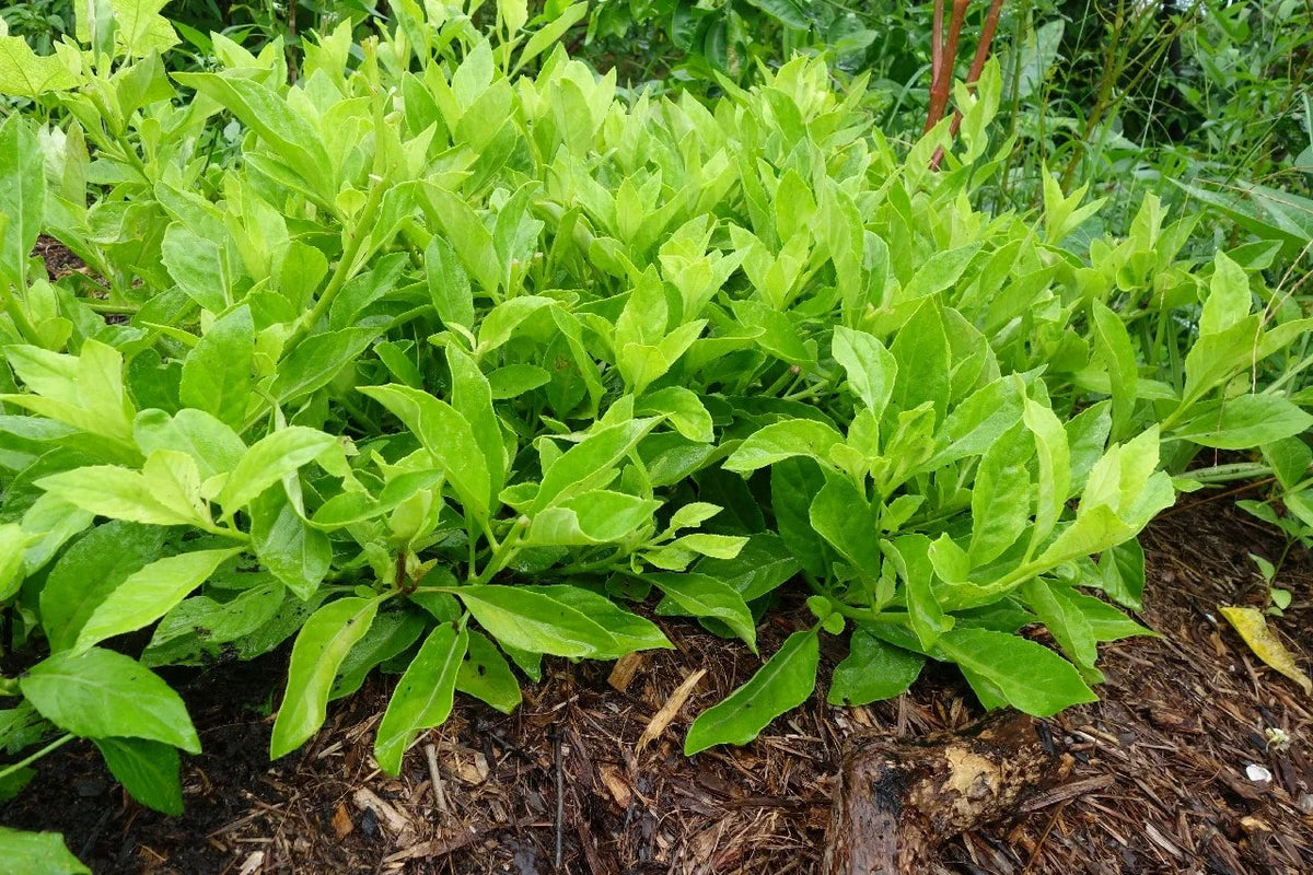 Rooted Longevity Spinach Plant | Gynura Procumbens | Edible Superfood Herb | Live Bareroot for Garden or Container