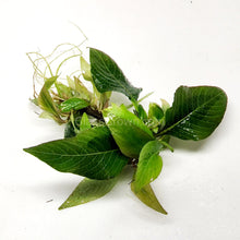 Hygro Corymbosa Compacta (Hygrophila Compacta)