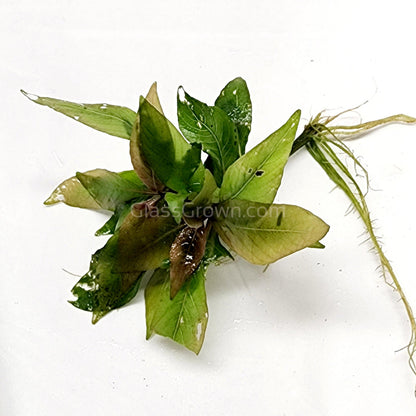 Hygro Corymbosa Compacta (Hygrophila Compacta)