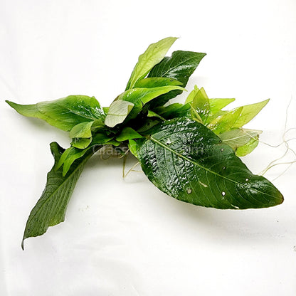 Hygro Corymbosa Compacta (Hygrophila Compacta)