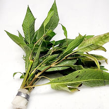 Bunch Temple Plant (Hygrophila Corymbosa)