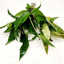 Bunch Temple Plant (Hygrophila Corymbosa)
